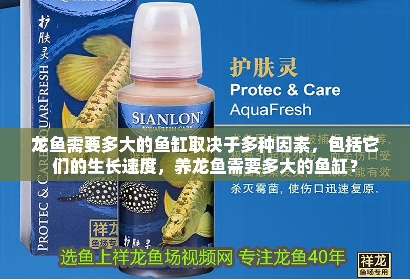 龍魚需要多大的魚缸取決于多種因素，包括它們的生長速度，養龍魚需要多大的魚缸？