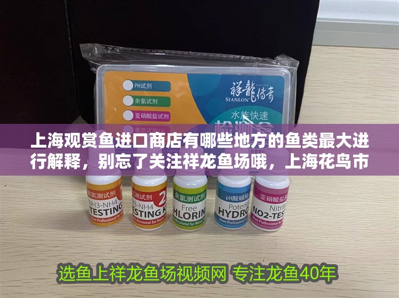 上海觀賞魚進(jìn)口商店有哪些地方的魚類最大進(jìn)行解釋，別忘了關(guān)注祥龍魚場哦，上海花鳥市場 上海觀賞魚進(jìn)口商店有哪些地方的魚類最大進(jìn)行解釋，別忘了關(guān)注祥龍魚場哦，上海花鳥市場 觀賞魚百科