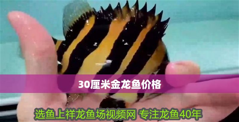 30厘米金龍魚價(jià)格