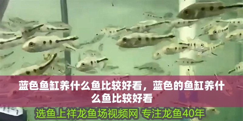 藍色魚缸養什么魚比較好看，藍色的魚缸養什么魚比較好看