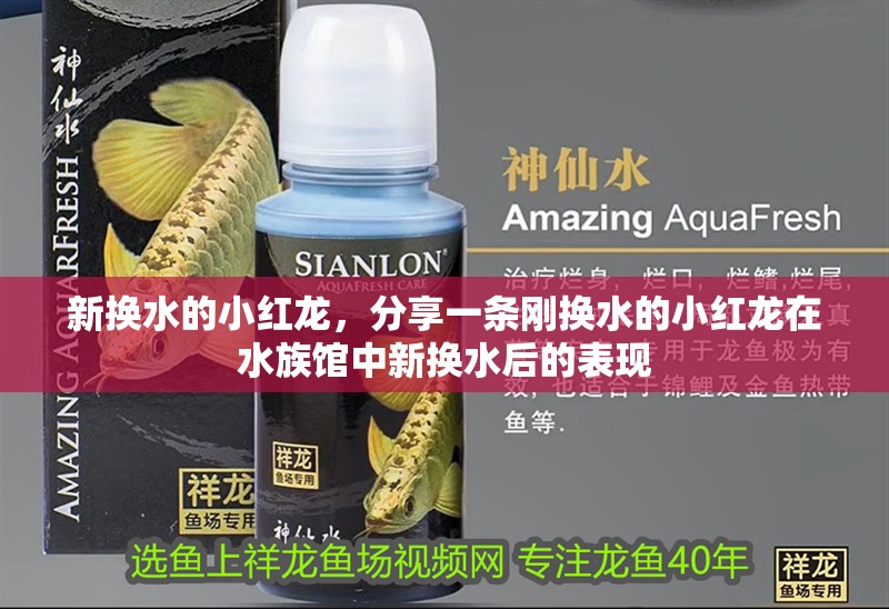 新?lián)Q水的小紅龍，分享一條剛換水的小紅龍在水族館中新?lián)Q水后的表現(xiàn)