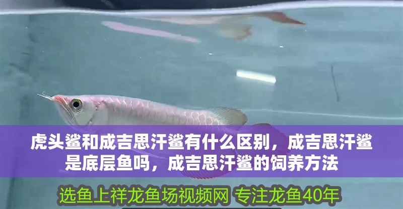 虎頭鯊和成吉思汗鯊有什么區別，成吉思汗鯊是底層魚嗎，成吉思汗鯊的飼養方法