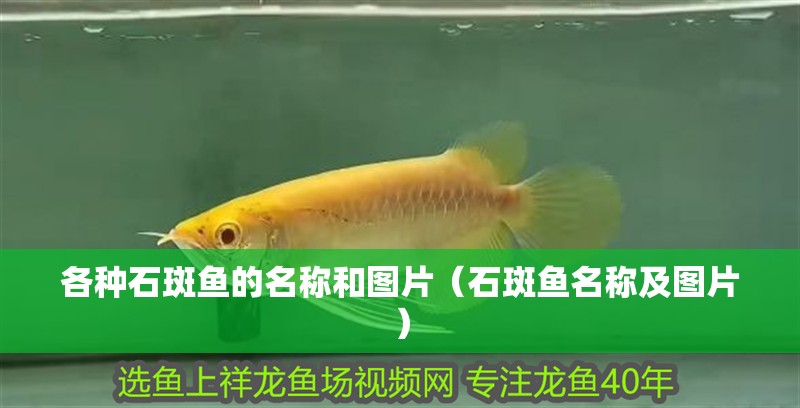 各種石斑魚的名稱和圖片（石斑魚名稱及圖片）