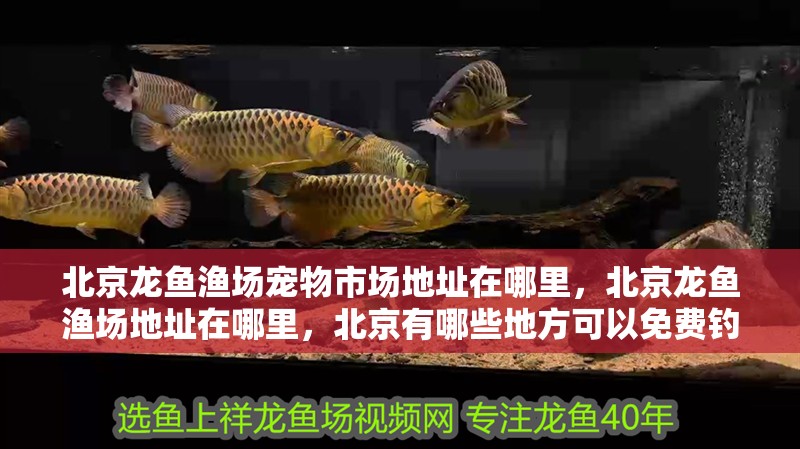 <strong><mark>北京</mark></strong>龍魚漁場寵物市場地址在哪里，<strong><mark>北京</mark></strong>龍魚漁場地址在哪里，<strong><mark>北京</mark></strong>有哪些地方可以免費(fèi)釣魚？