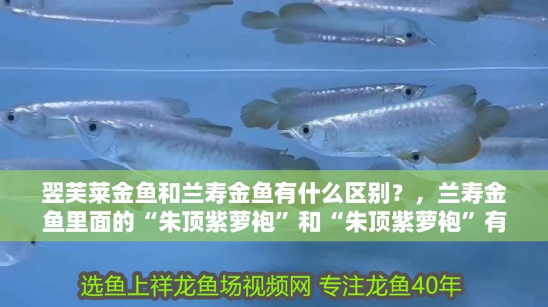 翌芙萊金魚和蘭壽金魚有什么區別？，蘭壽金魚里面的“朱頂紫蘿袍”和“朱頂紫蘿袍”有什么區別