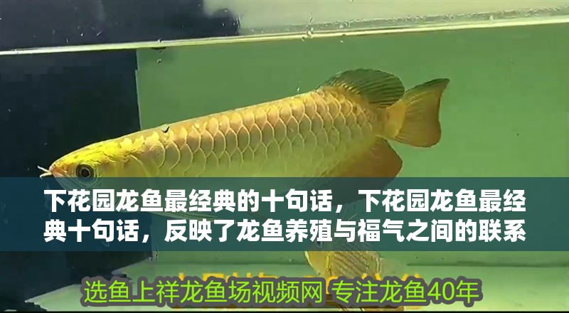 下花園龍魚最經典的十句話，下花園龍魚最經典十句話，反映了龍魚養殖與福氣之間的聯系
