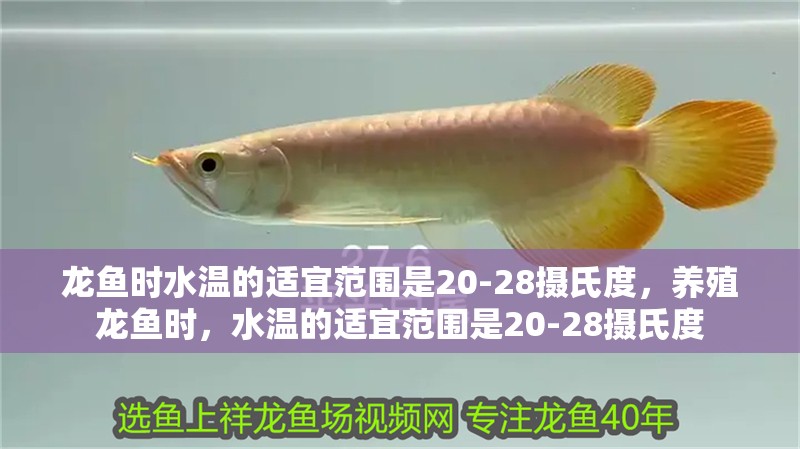 龍魚時水溫的適宜范圍是20-28攝氏度，養殖龍魚時，水溫的適宜范圍是20-28攝氏度