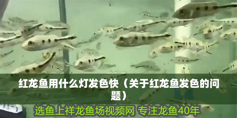 紅龍魚用什么燈發色快（關于紅龍魚發色的問題）
