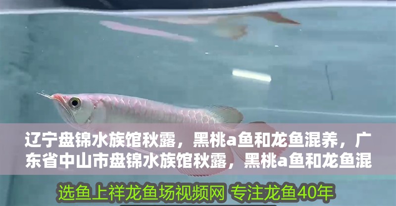 遼寧盤錦水族館秋露，黑桃a魚和龍魚混養(yǎng)，廣東省中山市盤錦水族館秋露，黑桃a魚和龍魚混養(yǎng)視頻