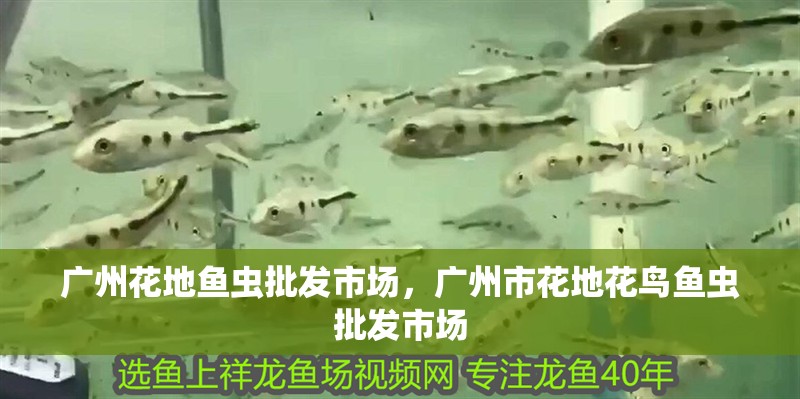 廣州花地魚蟲批發市場，廣州市花地花鳥魚蟲批發市場 廣州花地魚蟲批發市場，廣州市花地花鳥魚蟲批發市場 觀賞魚百科