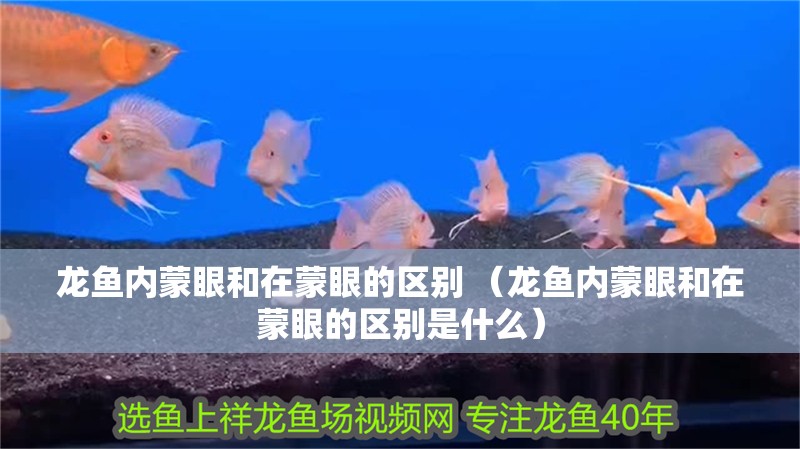龍魚內(nèi)蒙眼和在蒙眼的區(qū)別 （龍魚內(nèi)蒙眼和在蒙眼的區(qū)別是什么）