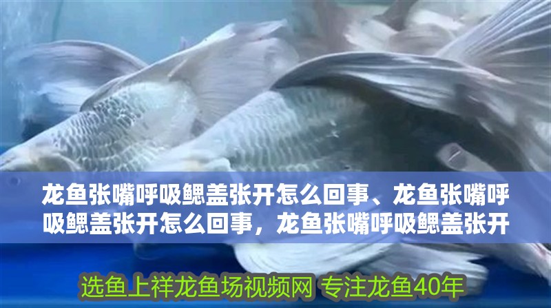 龍魚張嘴呼吸鰓蓋張開怎么回事、龍魚張嘴呼吸鰓蓋張開怎么回事，龍魚張嘴呼吸鰓蓋張開怎么辦