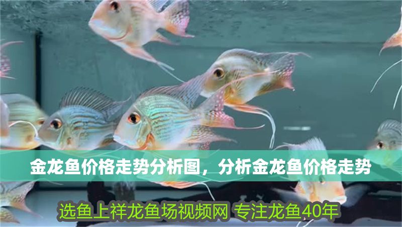金龍魚價格走勢分析圖，分析金龍魚價格走勢
