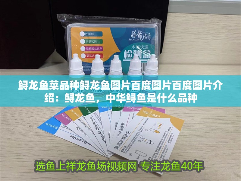 鱘龍魚菜品種鱘龍魚圖片百度圖片百度圖片介紹：鱘龍魚，中華鱘魚是什么品種