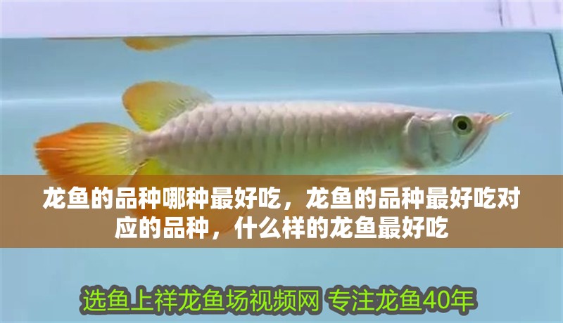 龍魚的品種哪種最好吃，龍魚的品種最好吃對應(yīng)的品種，什么樣的龍魚最好吃