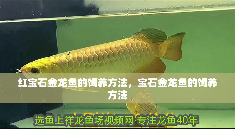 紅寶石金龍魚的飼養方法，寶石金龍魚的飼養方法