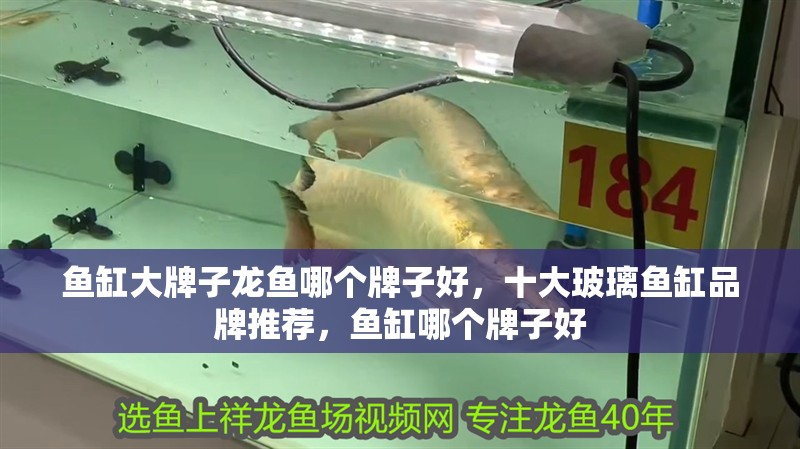 魚缸大牌子龍魚哪個牌子好，十大玻璃魚缸品牌推薦，魚缸哪個牌子好
