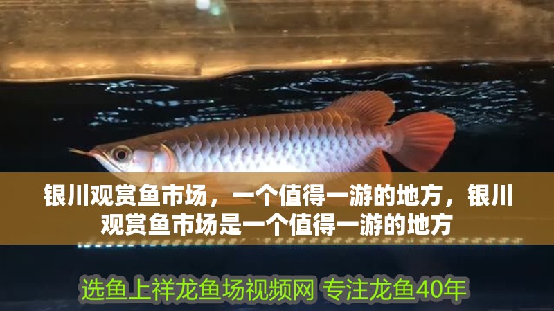 銀川觀賞魚市場，一個值得一游的地方，銀川觀賞魚市場是一個值得一游的地方