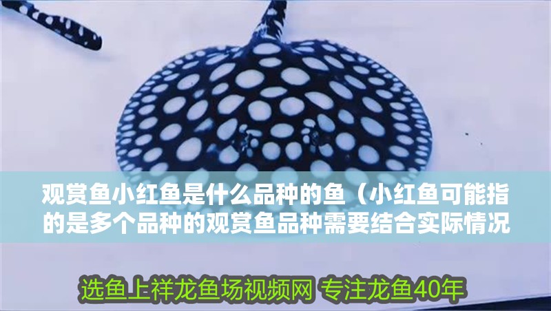 觀賞魚小紅魚是什么品種的魚（小紅魚可能指的是多個品種的觀賞魚品種需要結合實際情況和詳細描述）