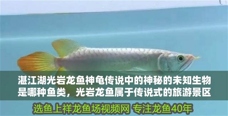 湛江湖光巖龍魚神龜傳說中的神秘的未知生物是哪種魚類，光巖龍魚屬于傳說式的旅游景區