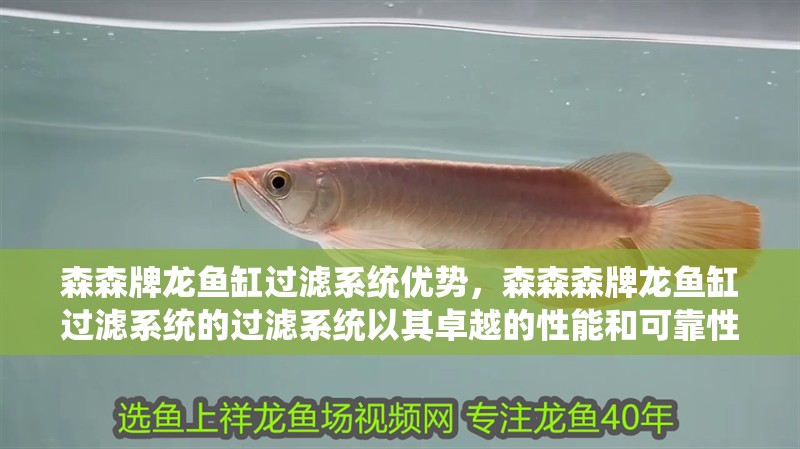 森森牌龍魚缸過濾系統優勢，森森森牌龍魚缸過濾系統的過濾系統以其卓越的性能和可靠性 森森牌龍魚缸過濾系統優勢，森森森牌龍魚缸過濾系統的過濾系統以其卓越的性能和可靠性 觀賞魚百科