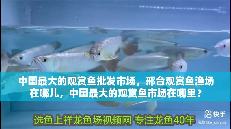 中國最大的觀賞魚批發市場，邢臺觀賞魚漁場在哪兒，中國最大的觀賞魚市場在哪里？ 中國最大的觀賞魚批發市場，邢臺觀賞魚漁場在哪兒，中國最大的觀賞魚市場在哪里？ 觀賞魚百科 第2張