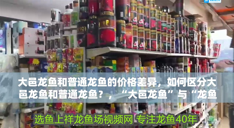 大邑龍魚和普通龍魚的價格差異，如何區分大邑龍魚和普通龍魚？，“大邑龍魚”與“龍魚”的區別，你會區分嗎養魚小藝