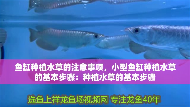 魚缸種植水草的注意事項，小型魚缸種植水草的基本步驟：種植水草的基本步驟