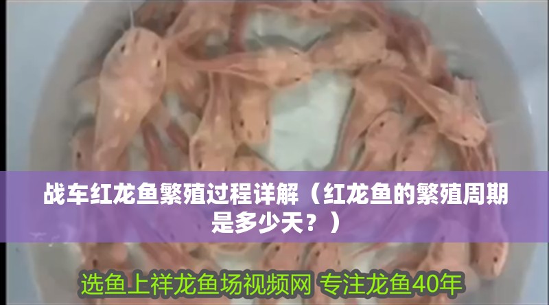 戰(zhàn)車紅龍魚繁殖過程詳解（紅龍魚的繁殖周期是多少天？）