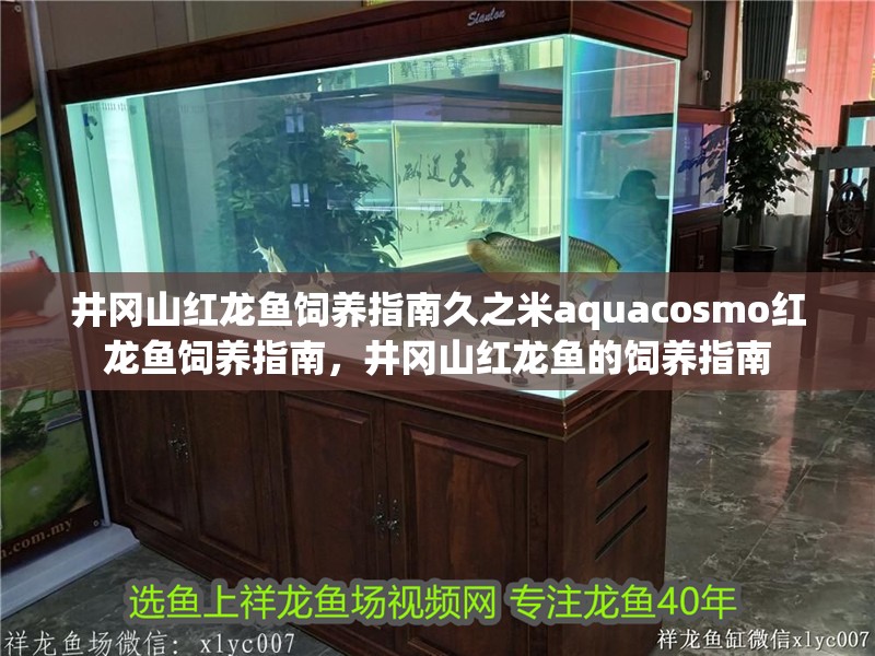 井岡山紅龍魚飼養指南久之米aquacosmo紅龍魚飼養指南，井岡山紅龍魚的飼養指南