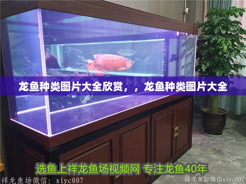 龍魚種類圖片大全欣賞，，龍魚種類圖片大全