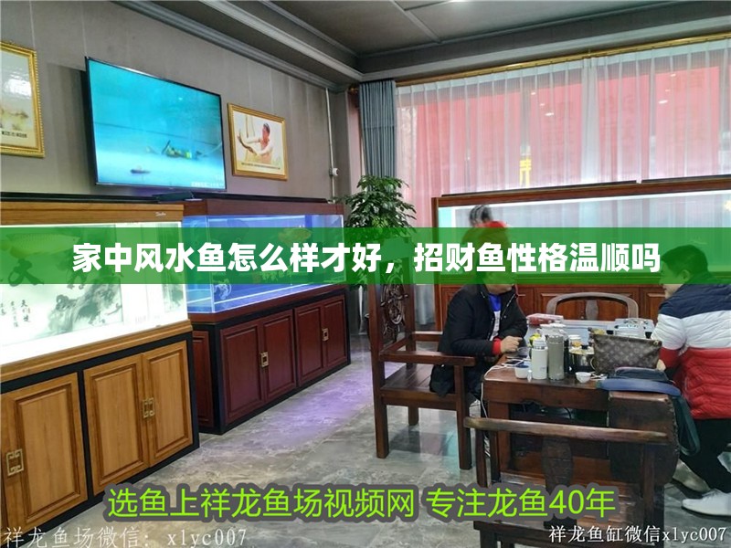 家中風水魚怎么樣才好，招財魚性格溫順嗎