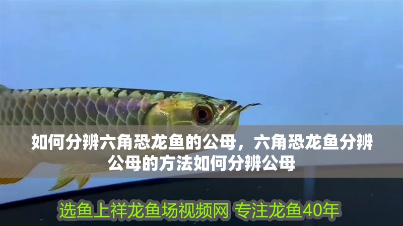 如何分辨六角恐龍魚的公母，六角恐龍魚分辨公母的方法如何分辨公母