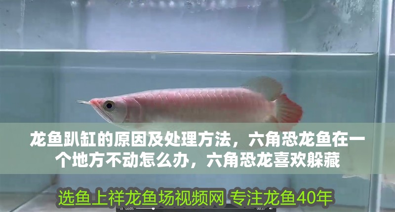 龍魚趴缸的原因及處理方法，六角恐龍魚在一個地方不動怎么辦，六角恐龍喜歡躲藏