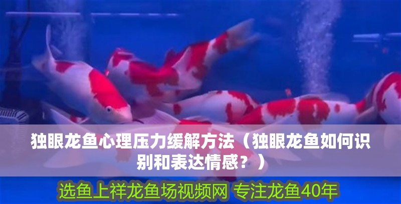 獨眼龍魚心理壓力緩解方法（獨眼龍魚如何識別和表達情感？） 獨眼龍魚心理壓力緩解方法（獨眼龍魚如何識別和表達情感？） 觀賞魚百科