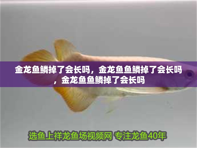 金龍魚鱗掉了會長嗎，金龍魚魚鱗掉了會長嗎，金龍魚魚鱗掉了會長嗎