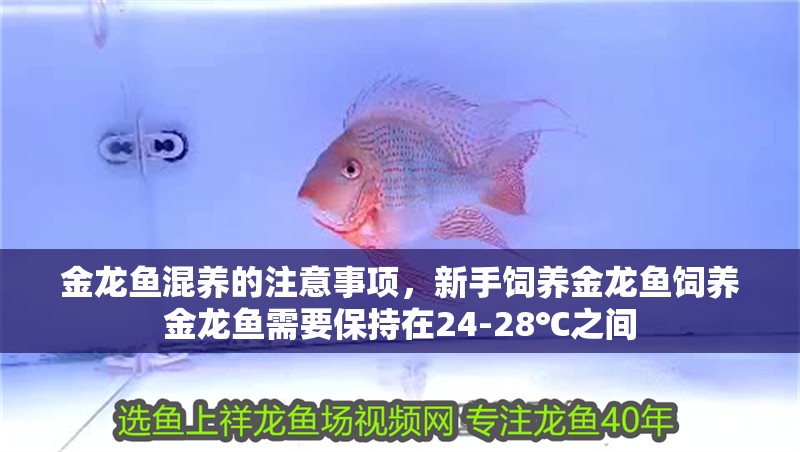 金龍魚混養的注意事項，新手飼養金龍魚飼養金龍魚需要保持在24-28℃之間