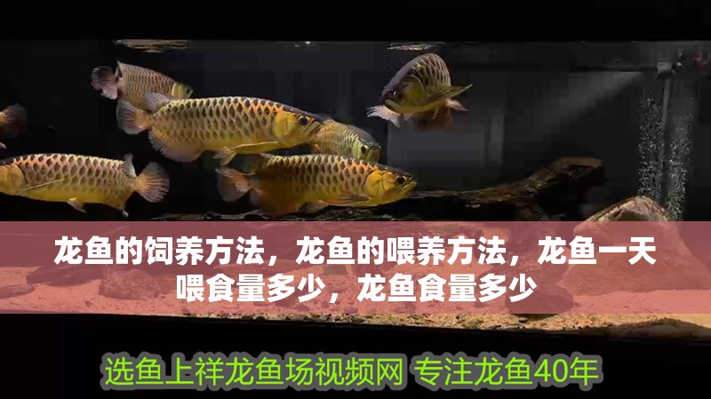 龍魚的飼養方法，龍魚的喂養方法，龍魚一天喂食量多少，龍魚食量多少