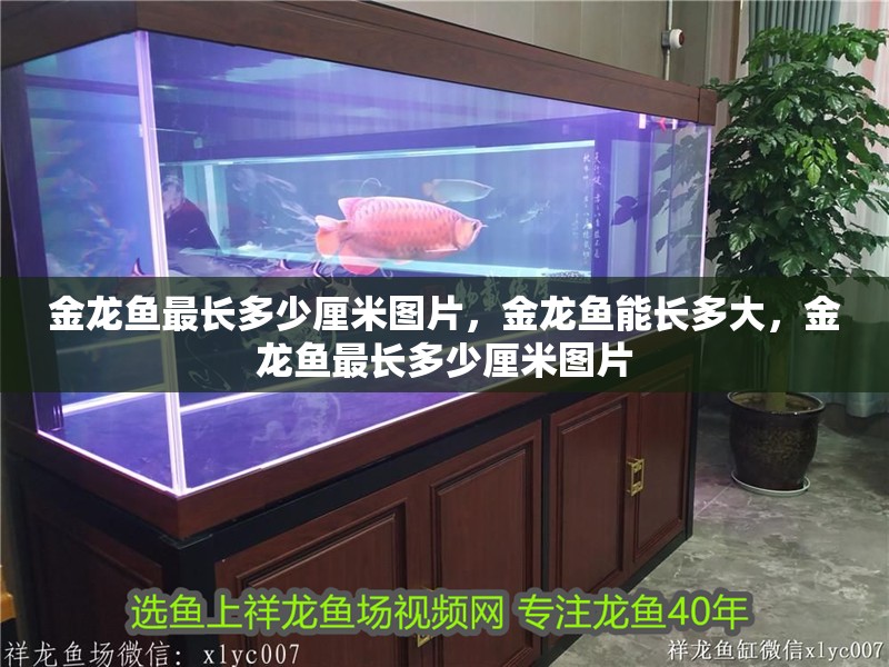 金龍魚最長多少厘米圖片，金龍魚能長多大，金龍魚最長多少厘米圖片