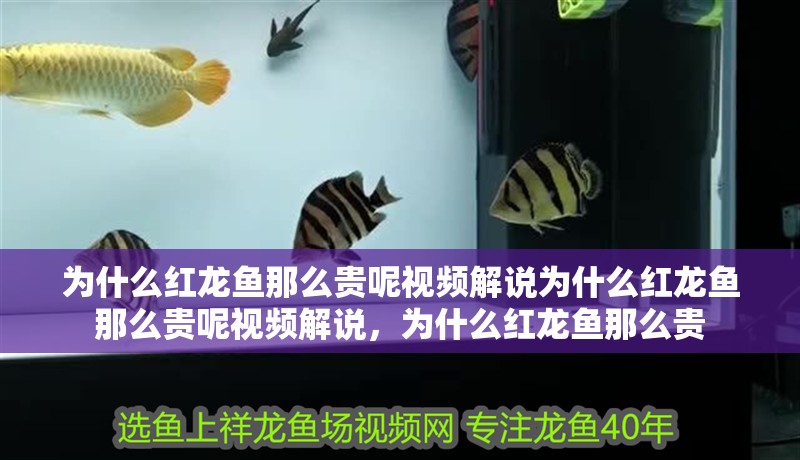 為什么紅龍魚那么貴呢視頻解說為什么紅龍魚那么貴呢視頻解說，為什么紅龍魚那么貴