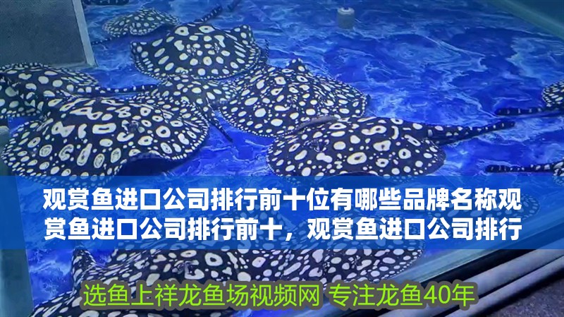 觀賞魚進口公司排行前十位有哪些品牌名稱觀賞魚進口公司排行前十，觀賞魚進口公司排行前十位有哪些品牌名稱 觀賞魚進口公司排行前十位有哪些品牌名稱觀賞魚進口公司排行前十，觀賞魚進口公司排行前十位有哪些品牌名稱 觀賞魚百科 第1張