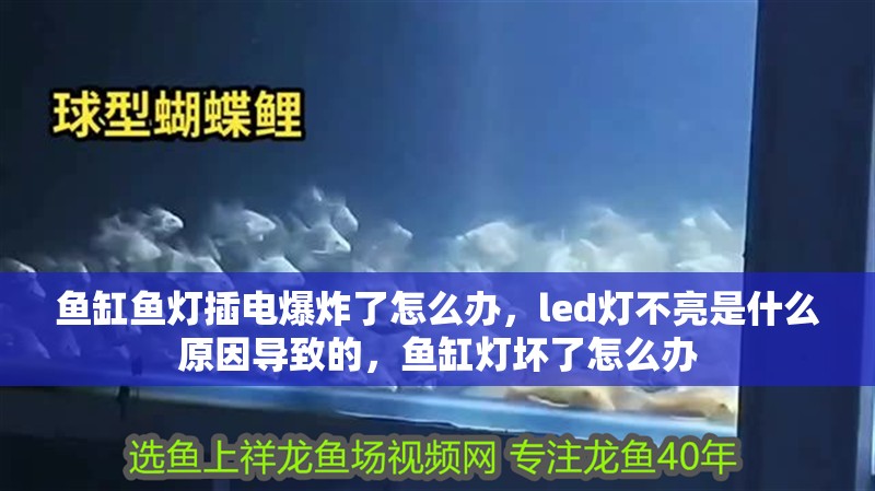 魚缸魚燈插電爆炸了怎么辦，led燈不亮是什么原因?qū)е碌模~缸燈壞了怎么辦