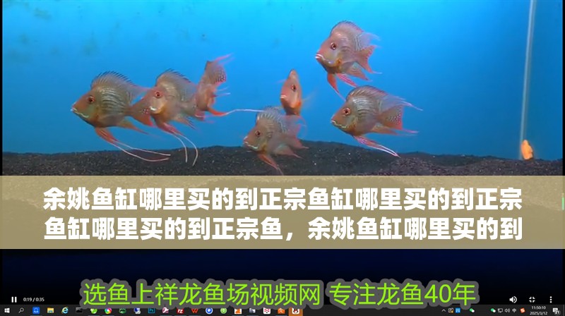 余姚魚(yú)缸哪里買的到正宗魚(yú)缸哪里買的到正宗魚(yú)缸哪里買的到正宗魚(yú)，余姚魚(yú)缸哪里買的到 余姚魚(yú)缸哪里買的到正宗魚(yú)缸哪里買的到正宗魚(yú)缸哪里買的到正宗魚(yú)，余姚魚(yú)缸哪里買的到 觀賞魚(yú)百科 第1張