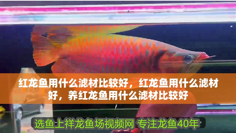 紅龍魚用什么濾材比較好，紅龍魚用什么濾材好，養紅龍魚用什么濾材比較好