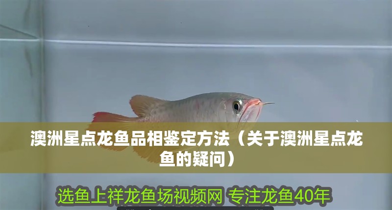 澳洲星點龍魚品相鑒定方法（關于澳洲星點龍魚的疑問）