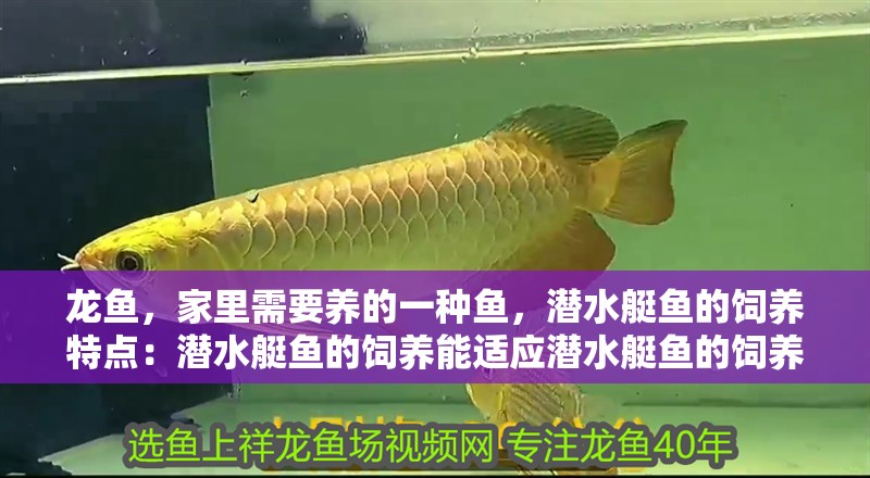 龍魚，家里需要養的一種魚，潛水艇魚的飼養特點：潛水艇魚的飼養能適應潛水艇魚的飼養 龍魚，家里需要養的一種魚，潛水艇魚的飼養特點：潛水艇魚的飼養能適應潛水艇魚的飼養 觀賞魚百科 第2張