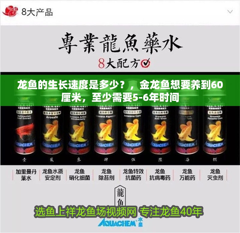 龍魚的生長速度是多少？，金龍魚想要養到60厘米，至少需要5-6年時間 龍魚的生長速度是多少？，金龍魚想要養到60厘米，至少需要5-6年時間 觀賞魚百科