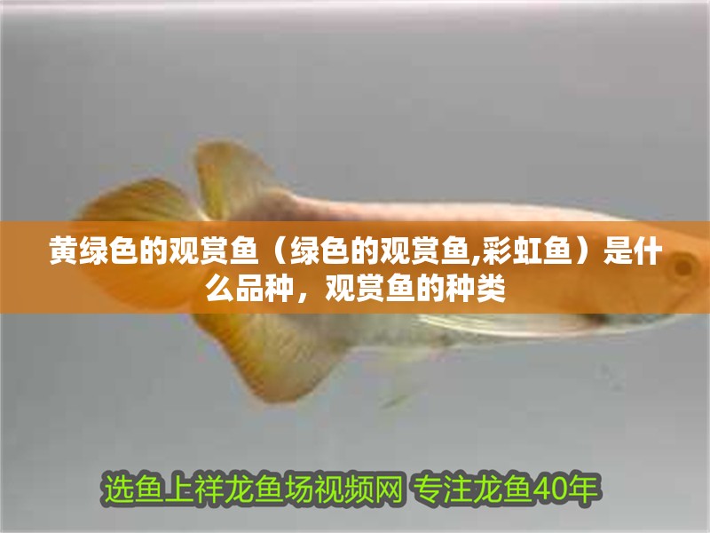 黃綠色的觀賞魚(yú)（綠色的觀賞魚(yú),彩虹魚(yú)）是什么品種，觀賞魚(yú)的種類