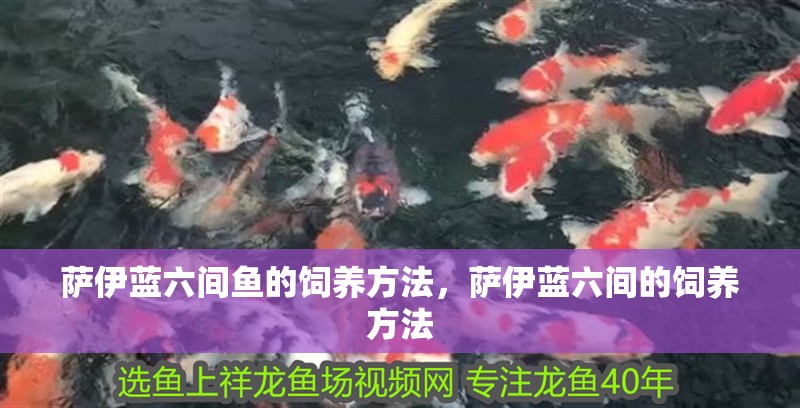 薩伊藍六間魚的飼養方法，薩伊藍六間的飼養方法