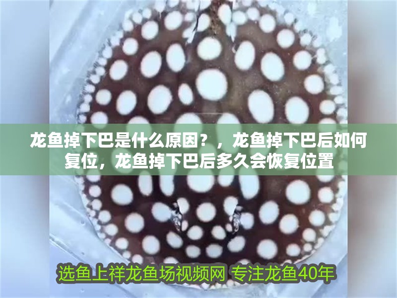 龍魚掉下巴是什么原因？，龍魚掉下巴后如何復位，龍魚掉下巴后多久會恢復位置